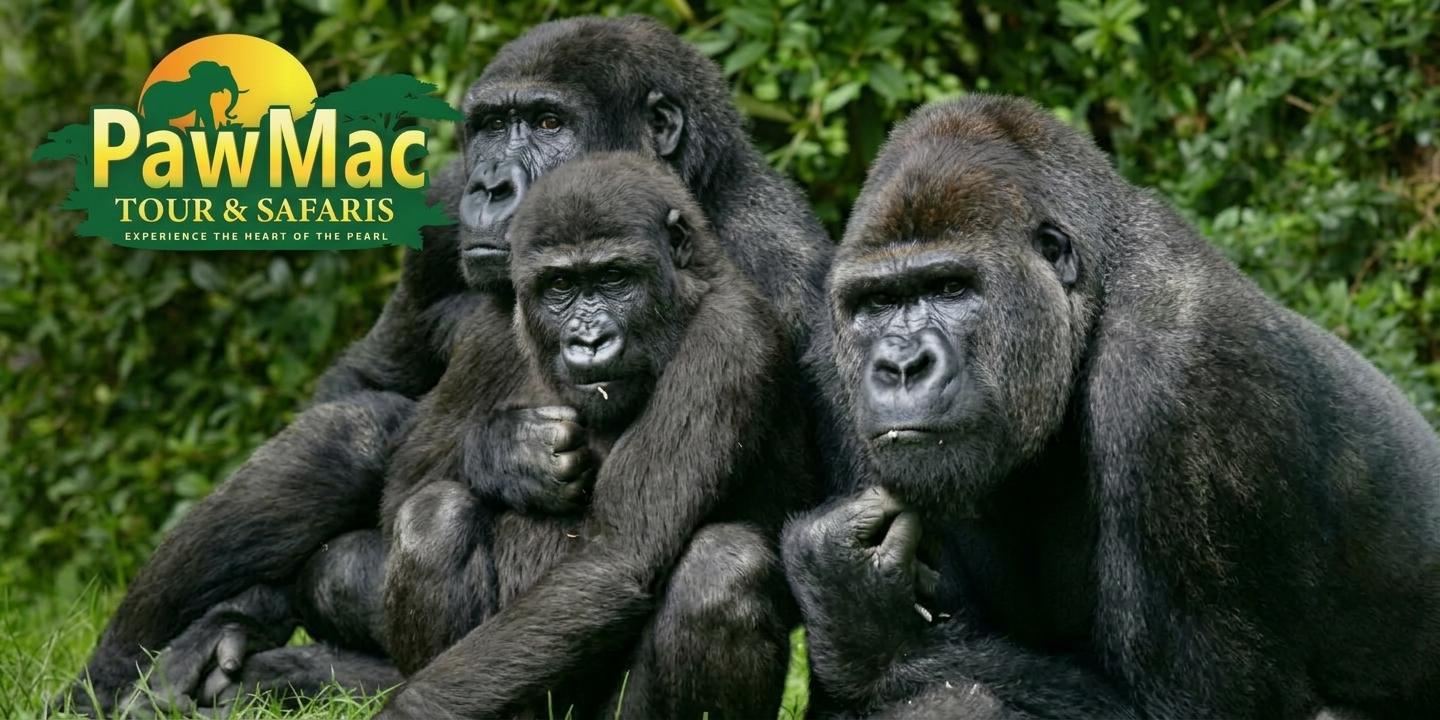 Three gorillas sitting together in a grassy area with a logo in the corner